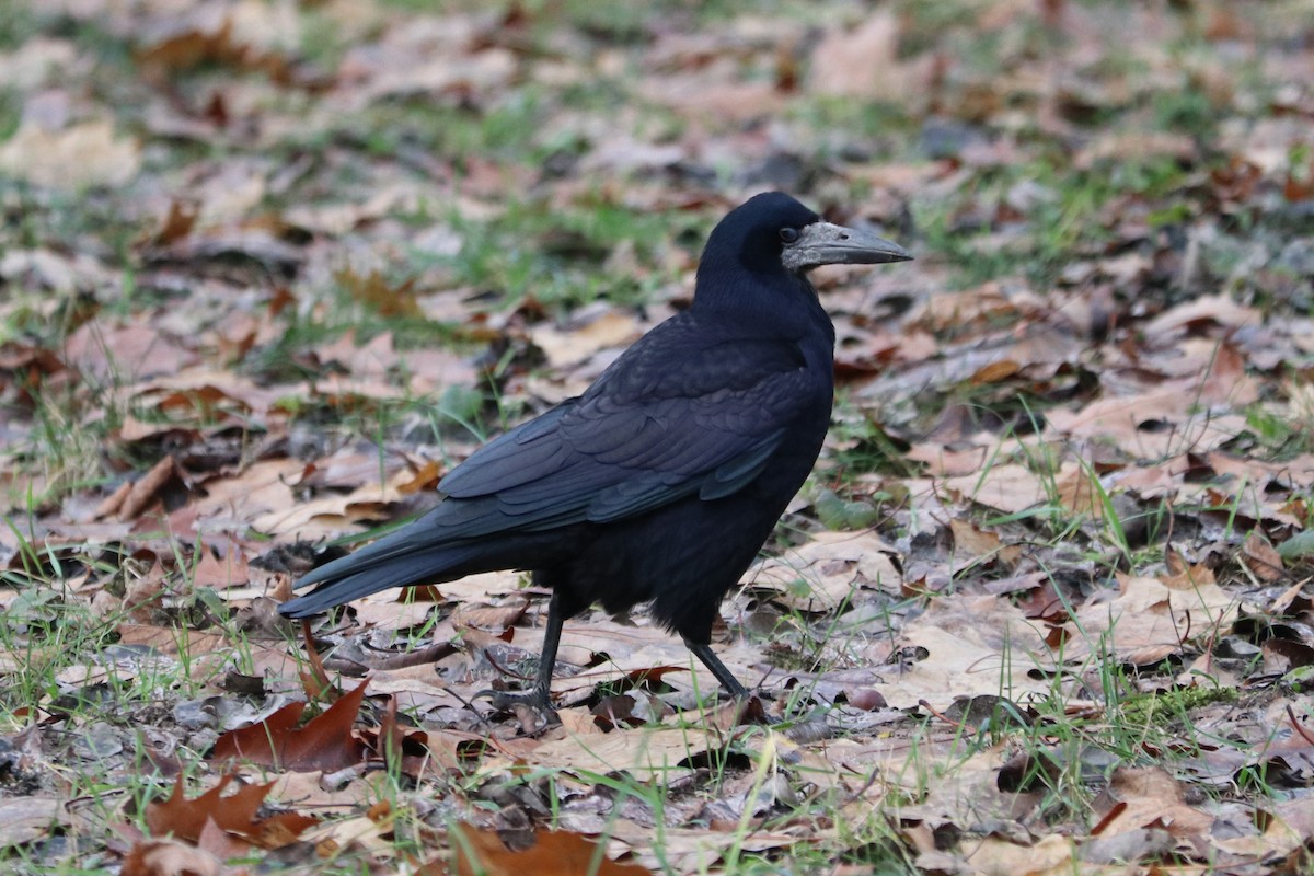 Ekin Kargası - ML646964882