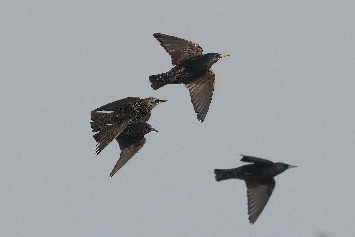 Sığırcık - ML646964883