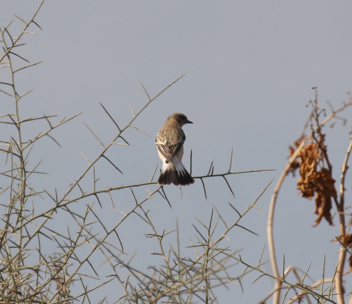 דוחל מזרחי (כספי) - ML646964884