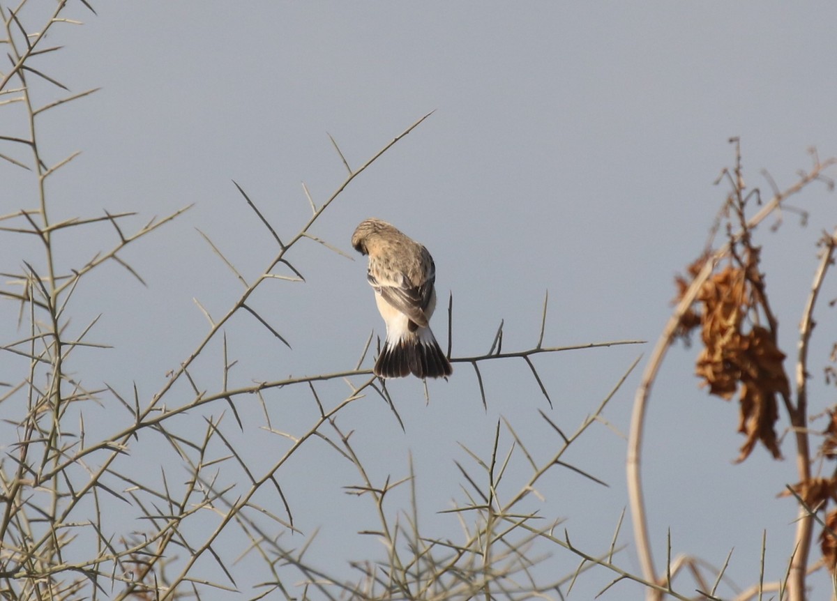 דוחל מזרחי (כספי) - ML646964885