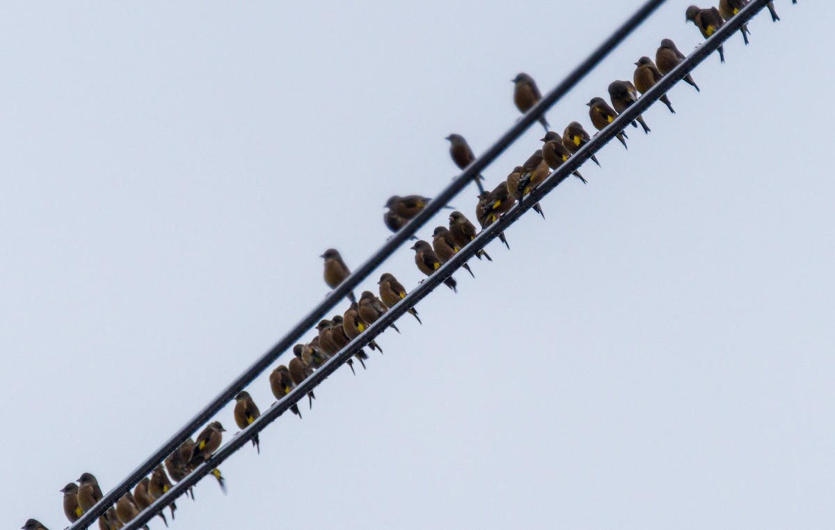 Çin Floryası - ML646964887