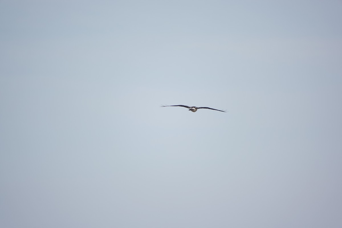 Sivri Kanatlı Şahin - ML646964888