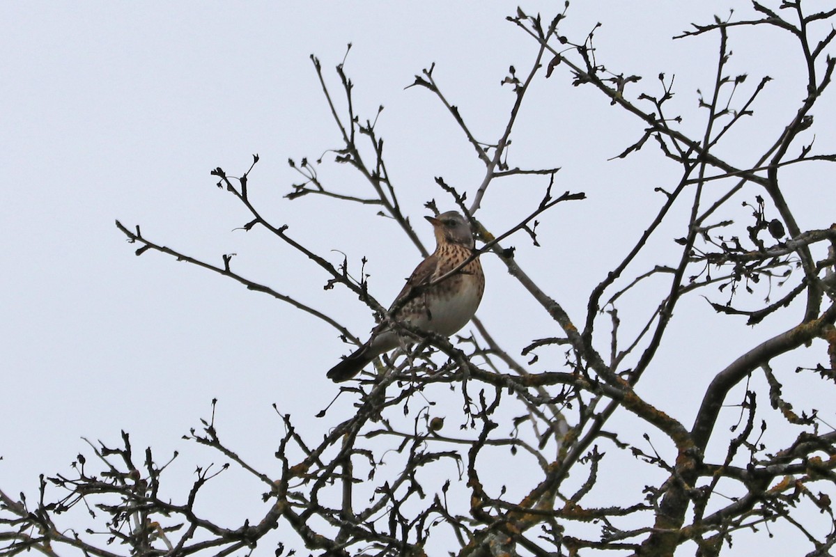 gråtrost - ML646964889