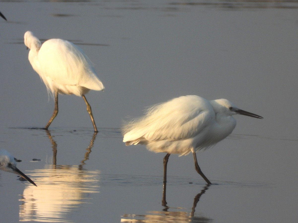 Чепура мала - ML646964891