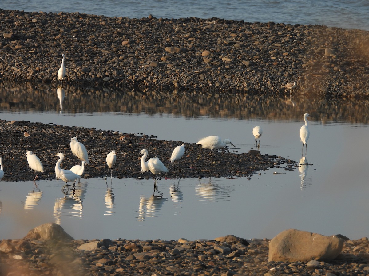 Чепура мала - ML646964892