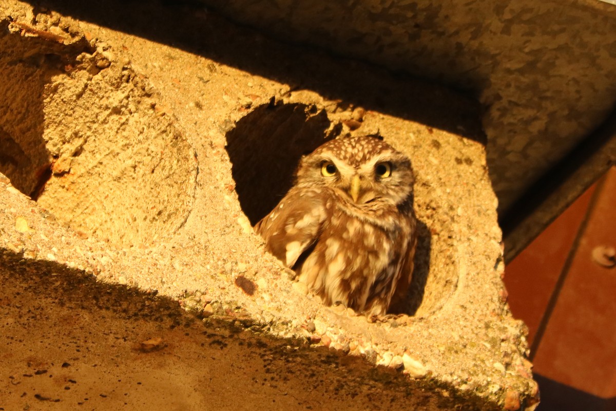 Kukumav - ML646964896