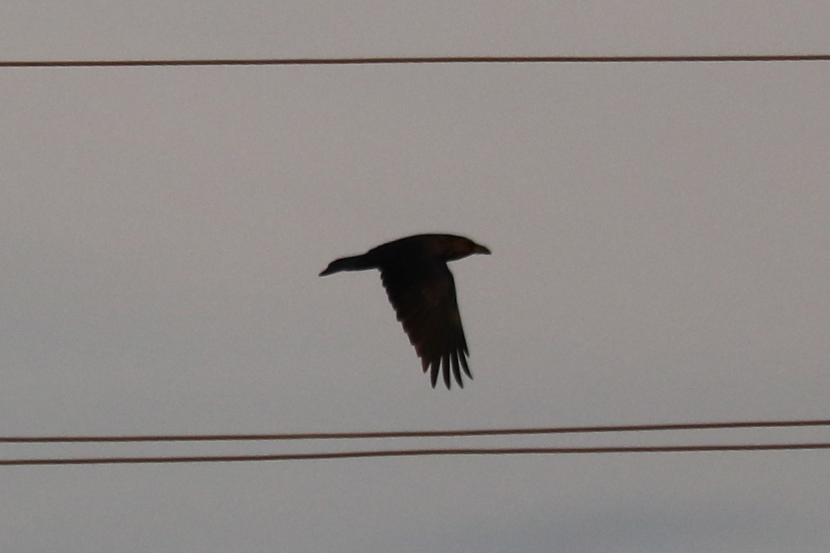 Common Raven - ML646964899