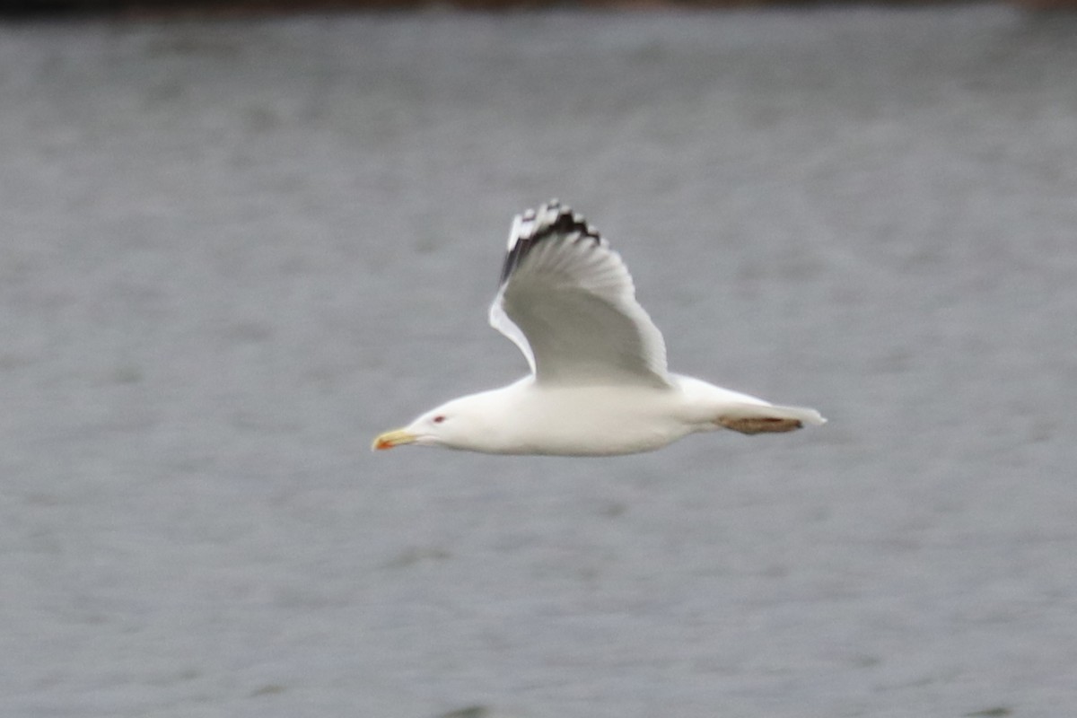 Hazar Martısı - ML646964903