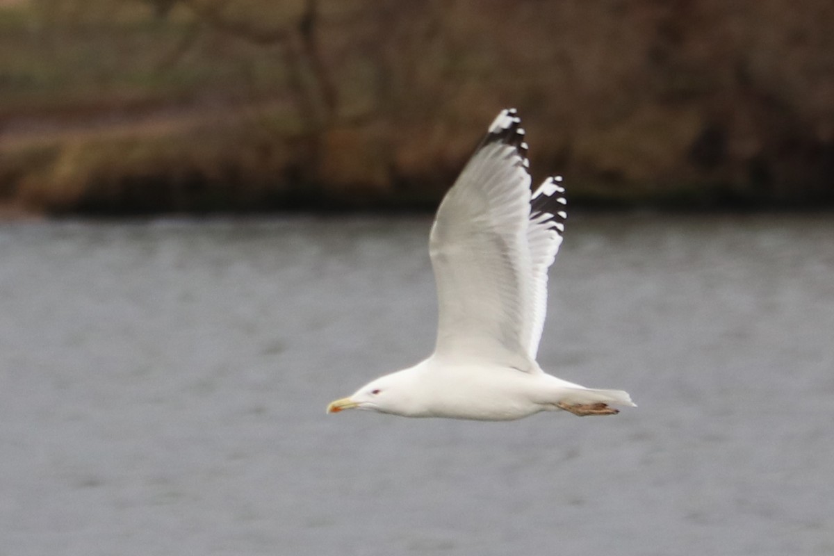 Hazar Martısı - ML646964904