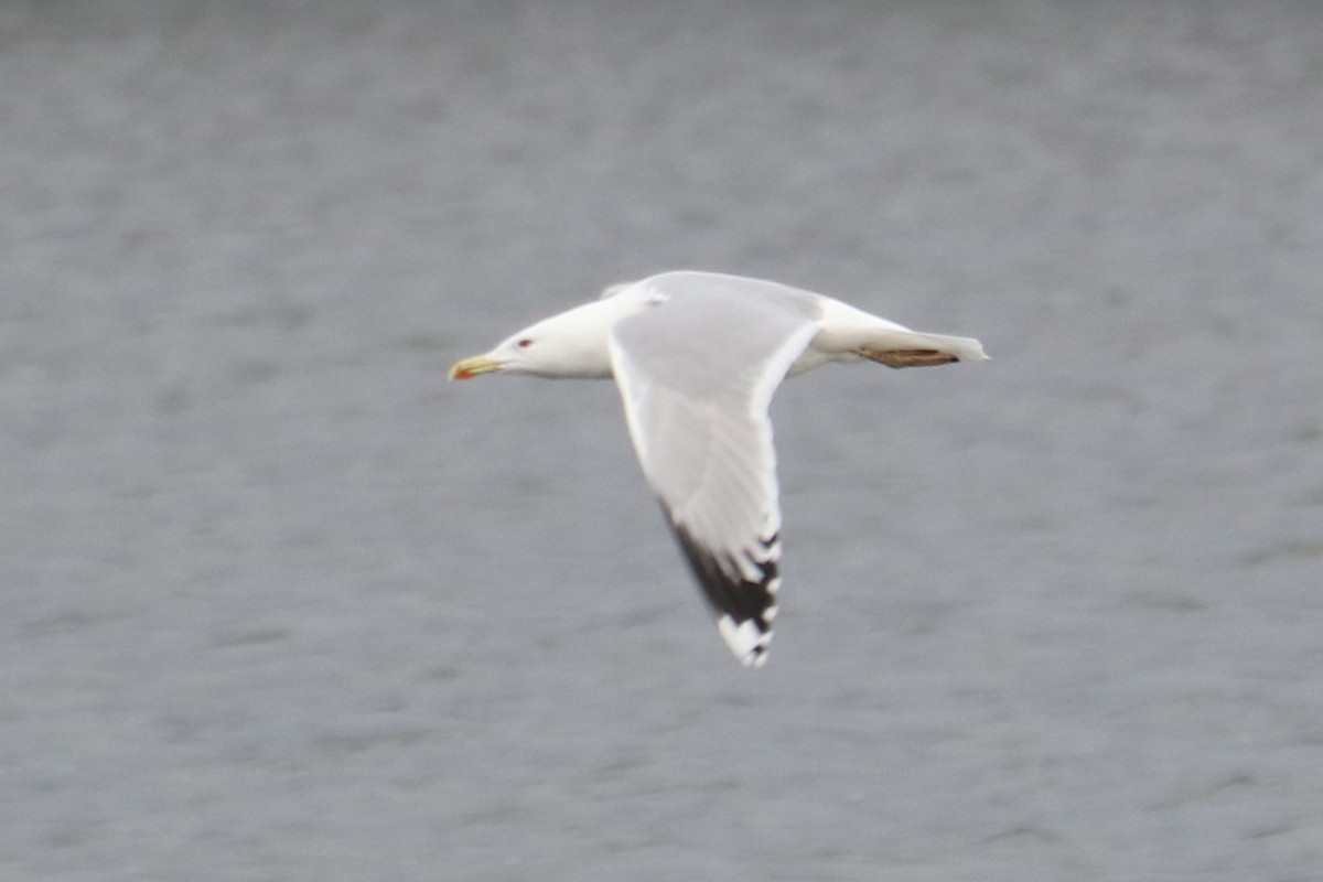 Hazar Martısı - ML646964905