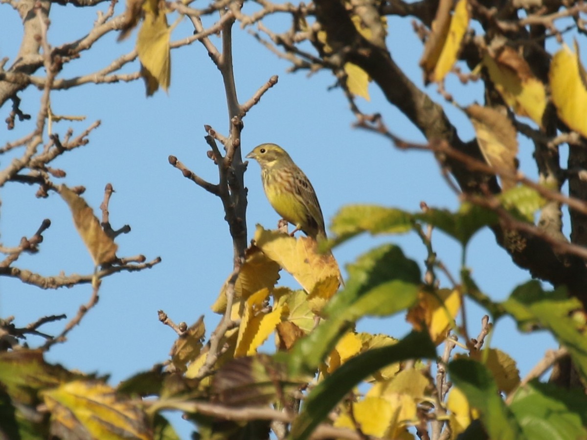 גיבתון צהוב - ML646964906