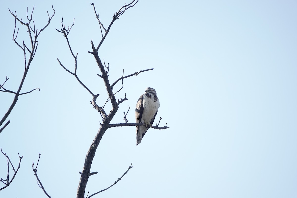 Swainson's Hawk - ML646964908