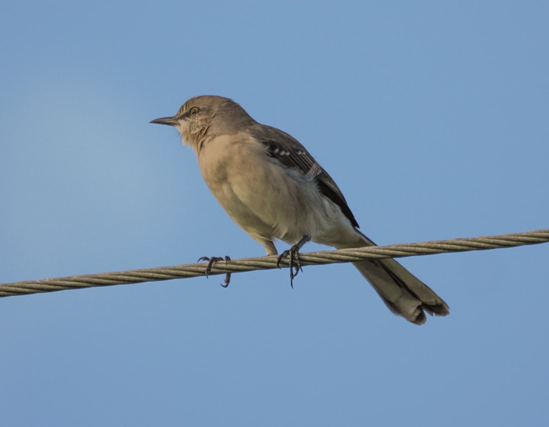 Northern Mockingbird - ML646964909