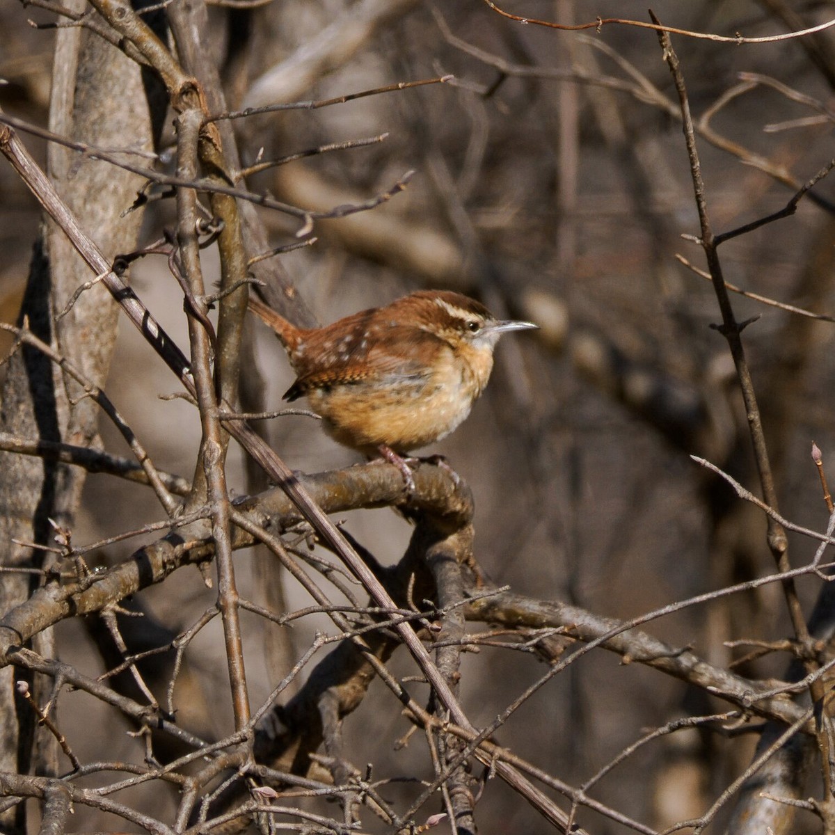 Carolina Wren - ML646964913