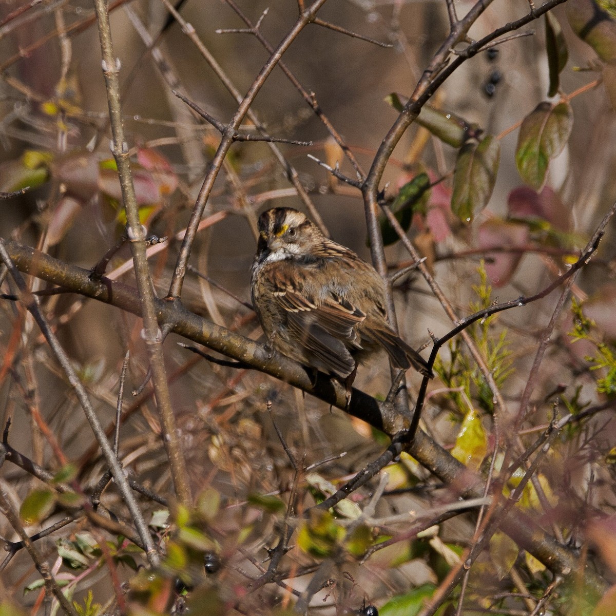 White-throated Sparrow - ML646964916