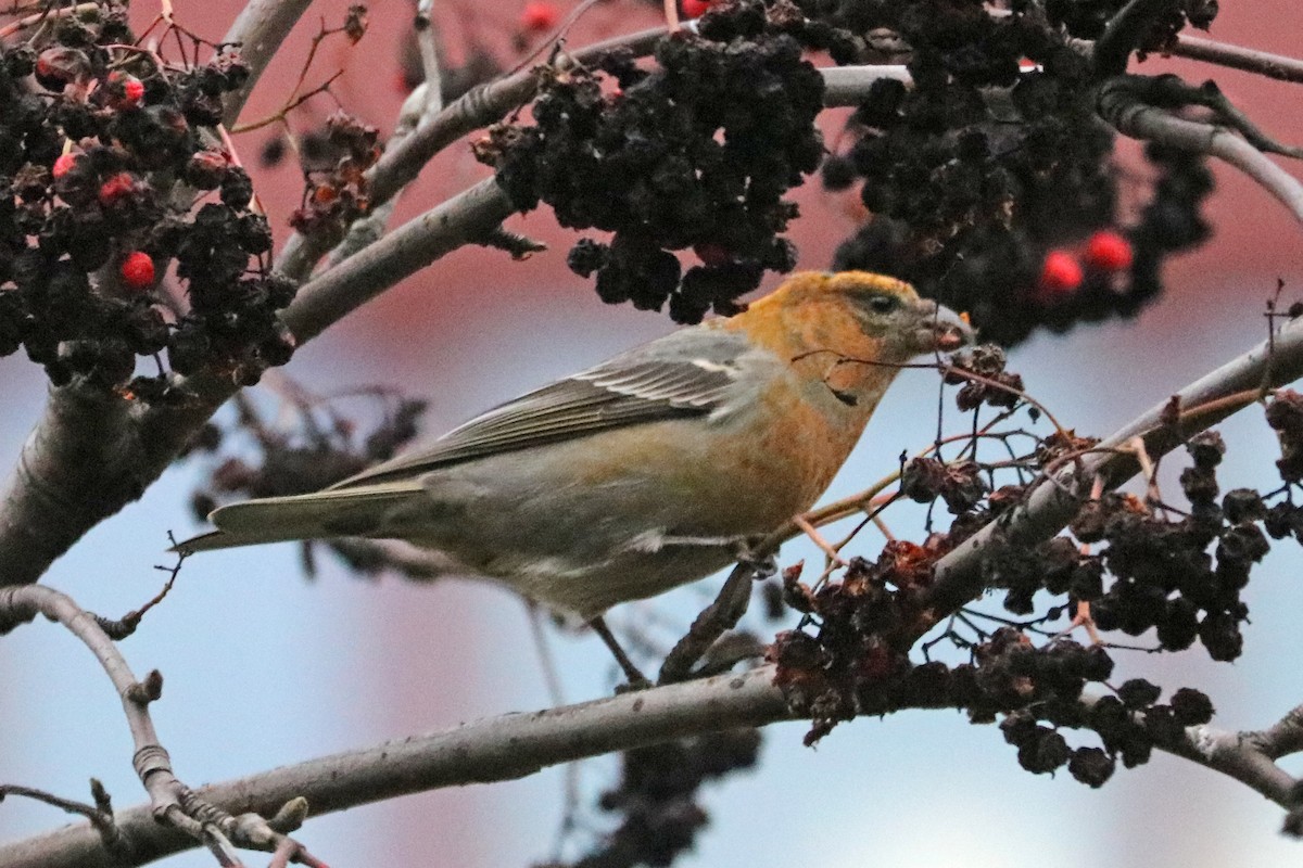 Pinu-gailupa - ML646964917