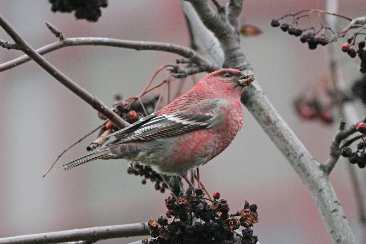 Pinu-gailupa - ML646964918