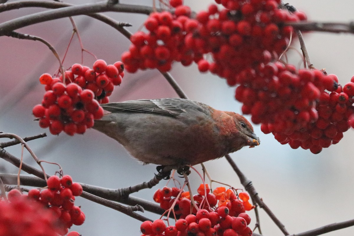 Pinu-gailupa - ML646964919