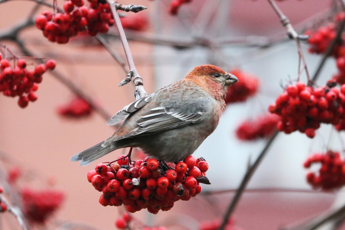 Pinu-gailupa - ML646964920