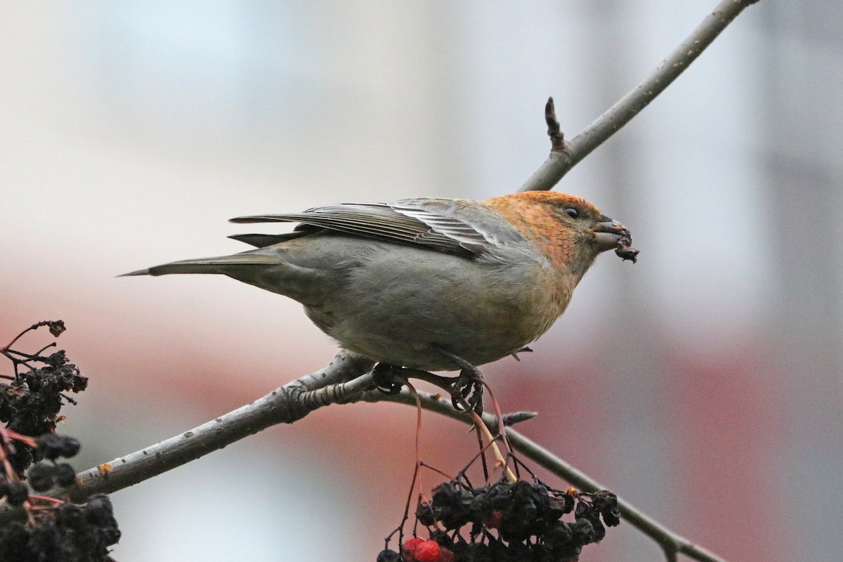 Pinu-gailupa - ML646964921