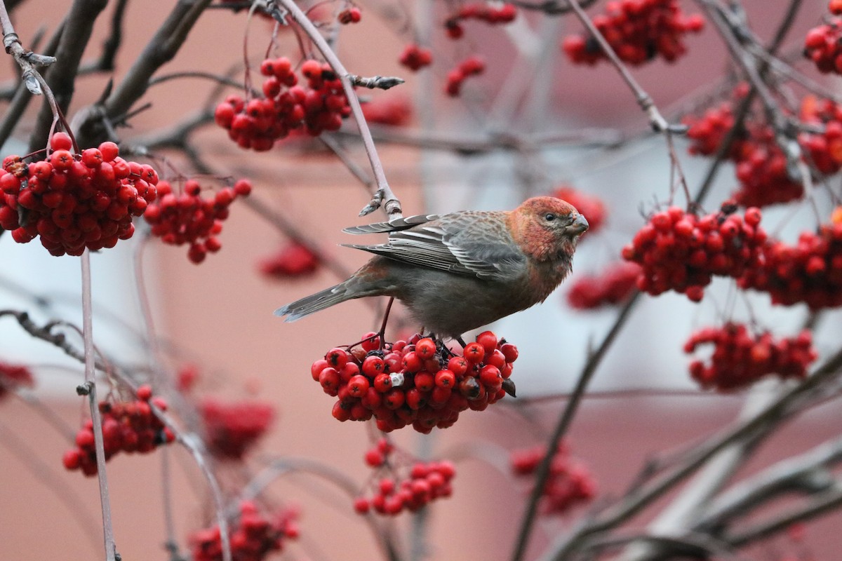 Pinu-gailupa - ML646964922