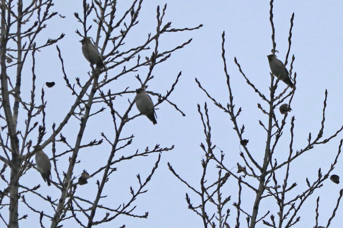 Buztanori boreala - ML646964923