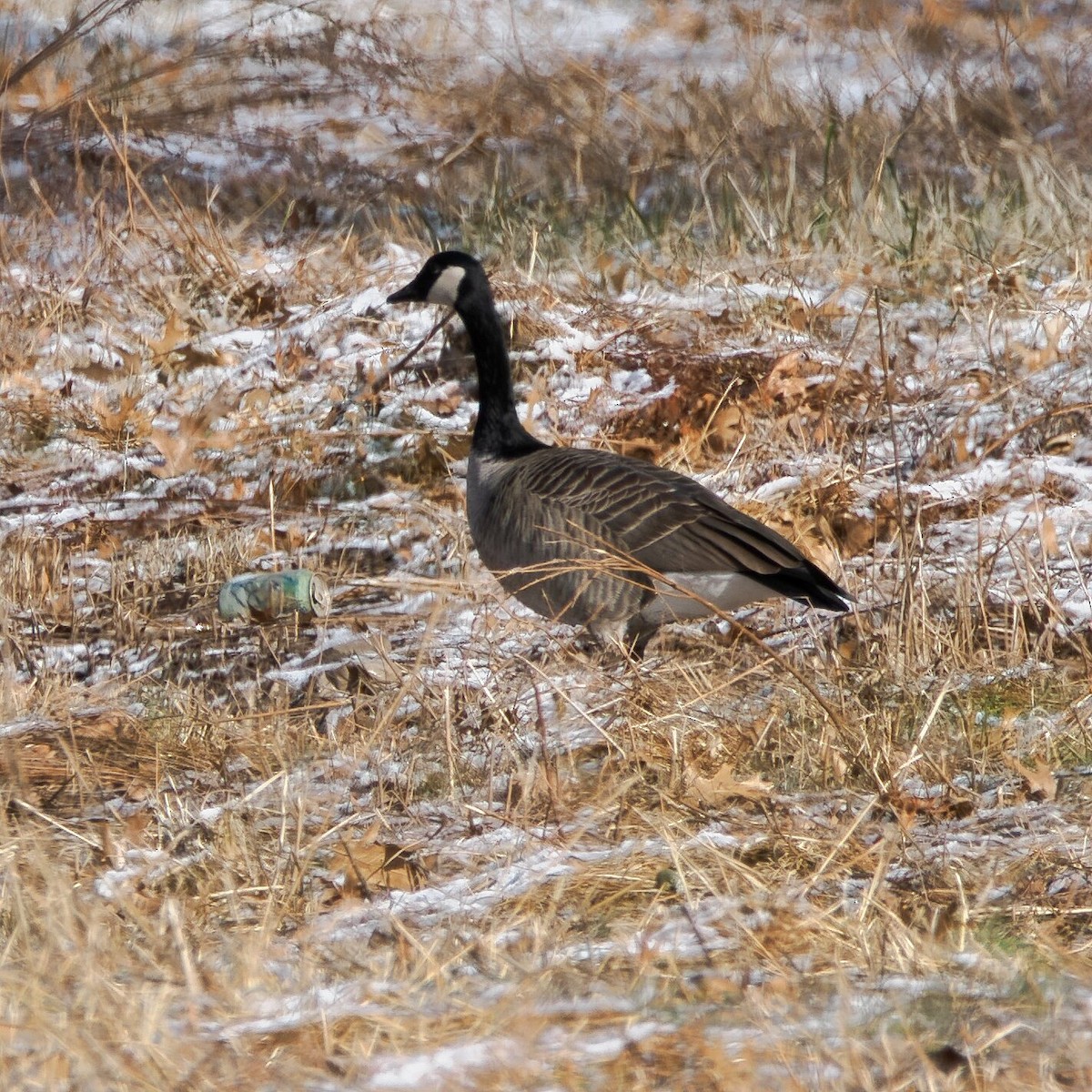 Branta kanadar handia - ML646964927