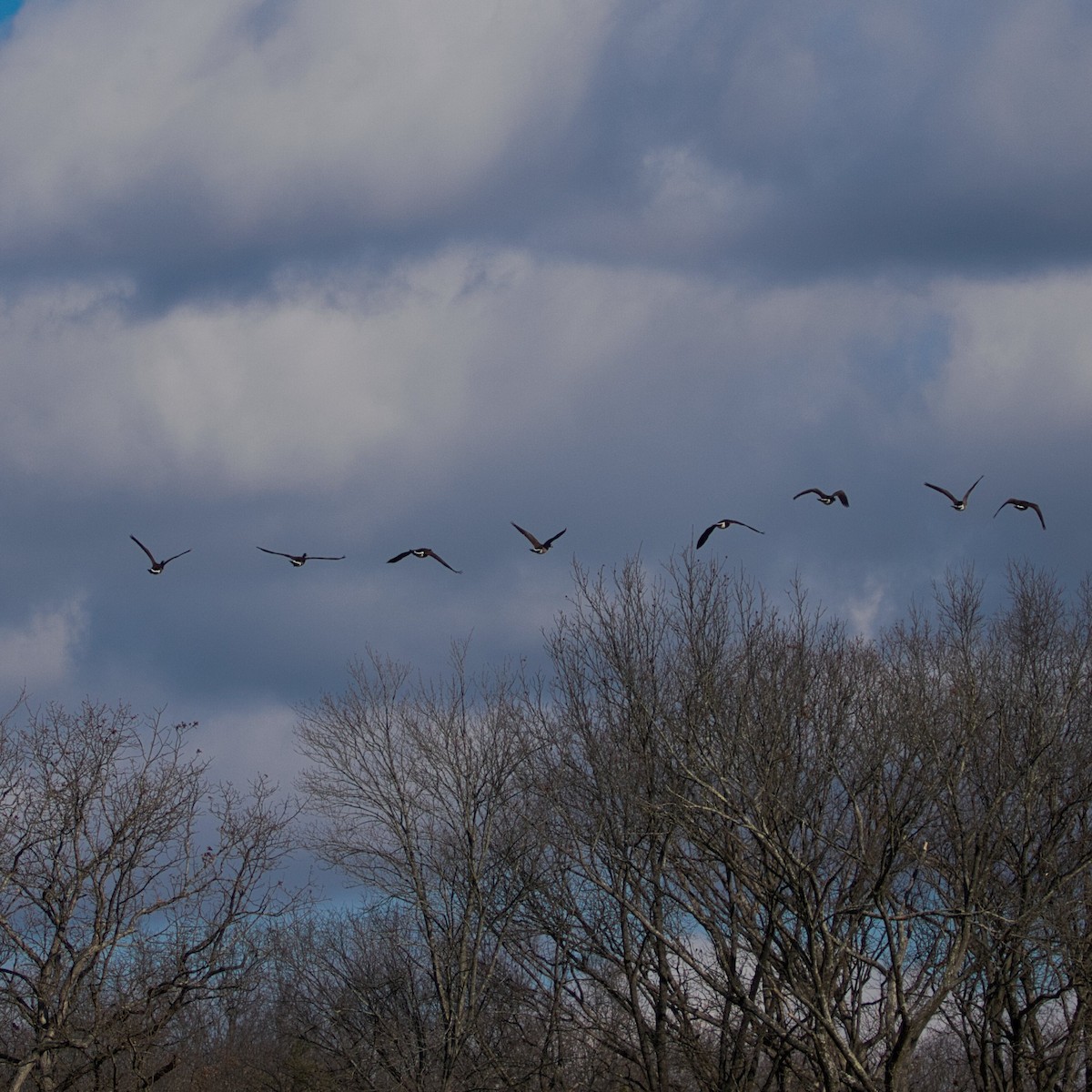 Branta kanadar handia - ML646964928