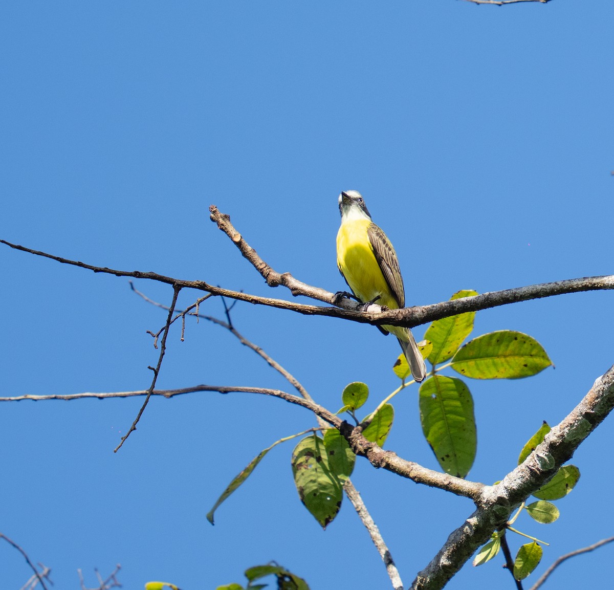 Gray-capped Flycatcher - ML646964929