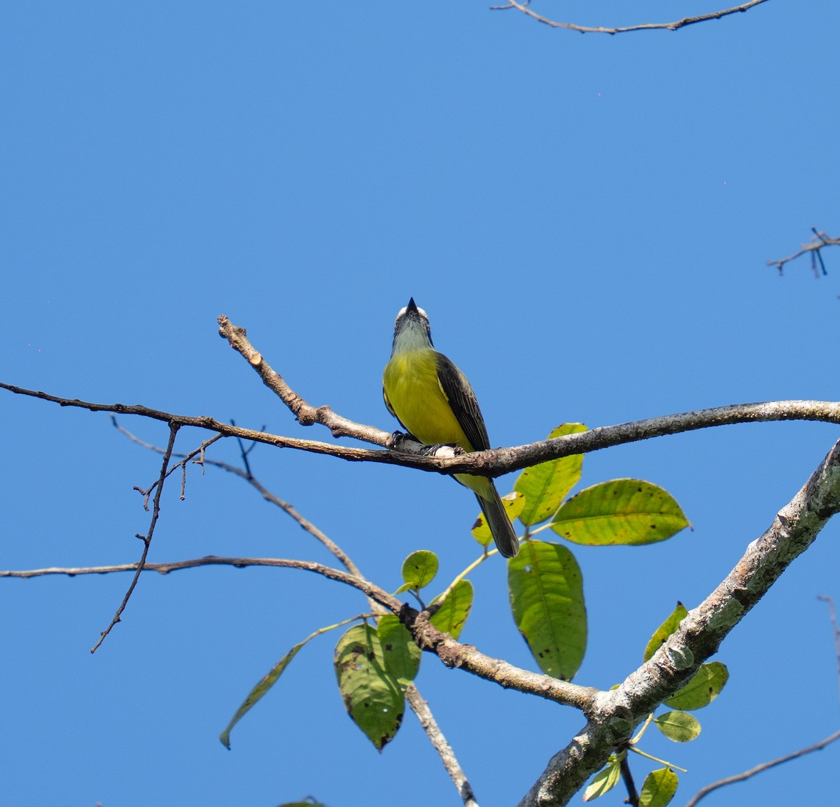 Gray-capped Flycatcher - ML646964930