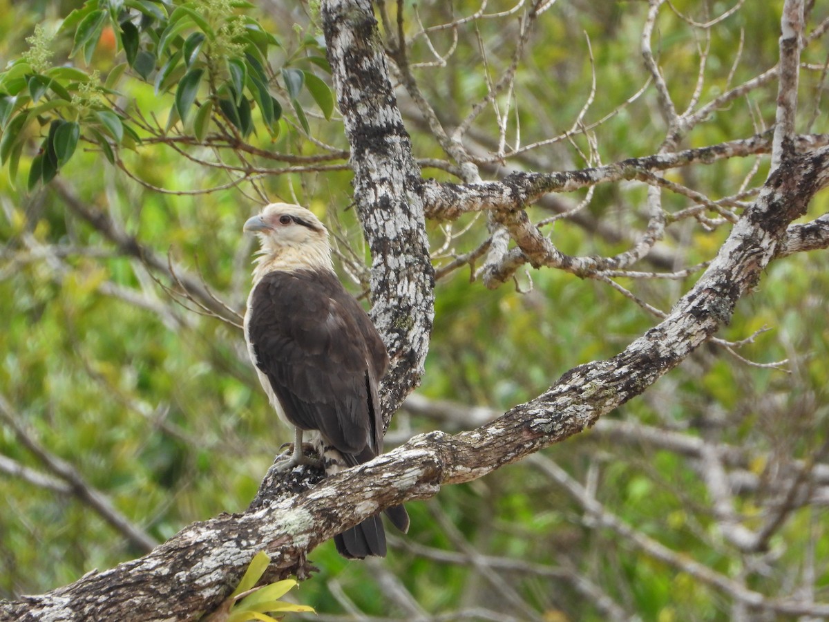 Yellow-headed Caracara - ML646964931