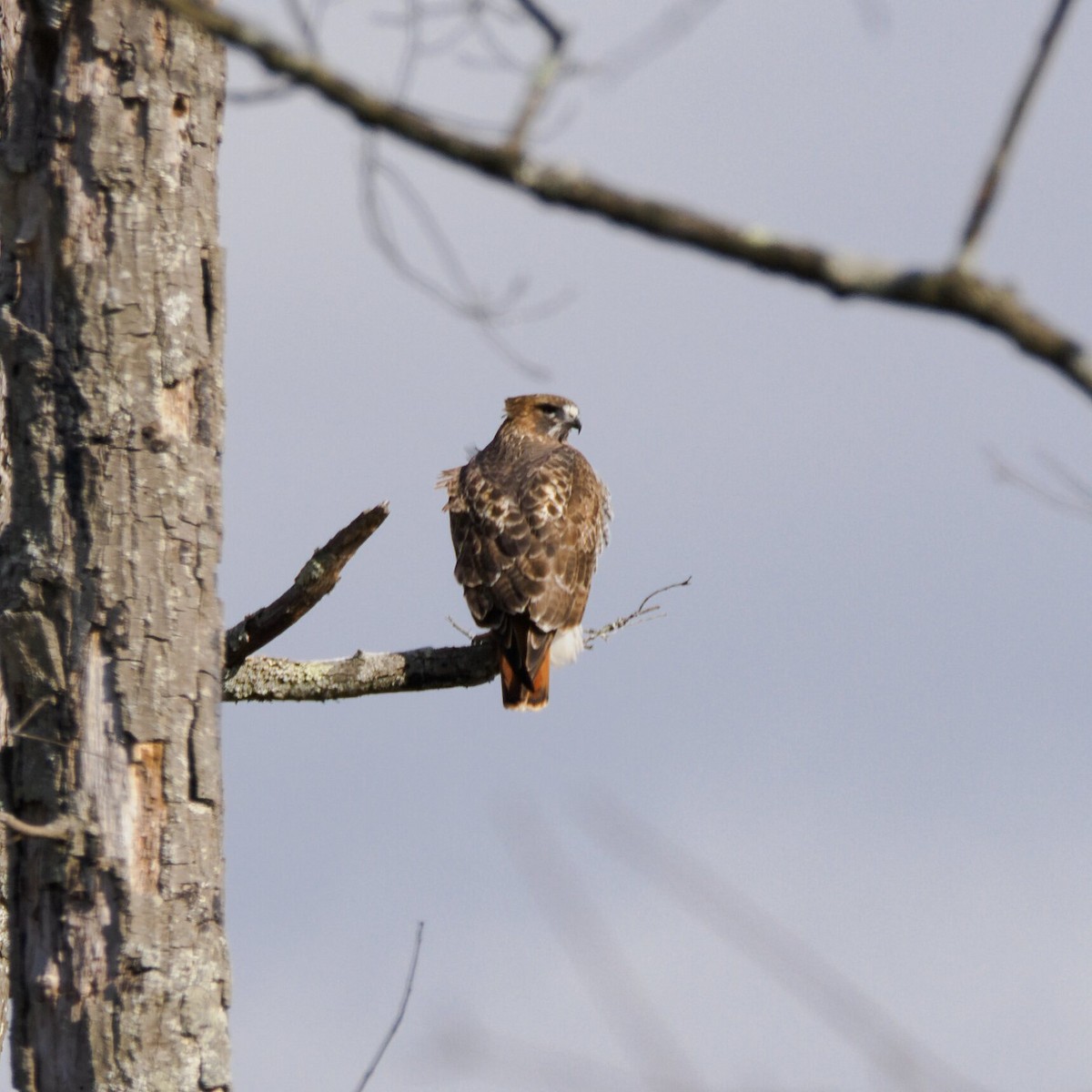 Zapelatz buztangorria - ML646964932