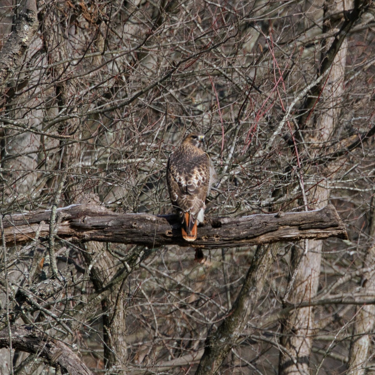 Zapelatz buztangorria - ML646964933