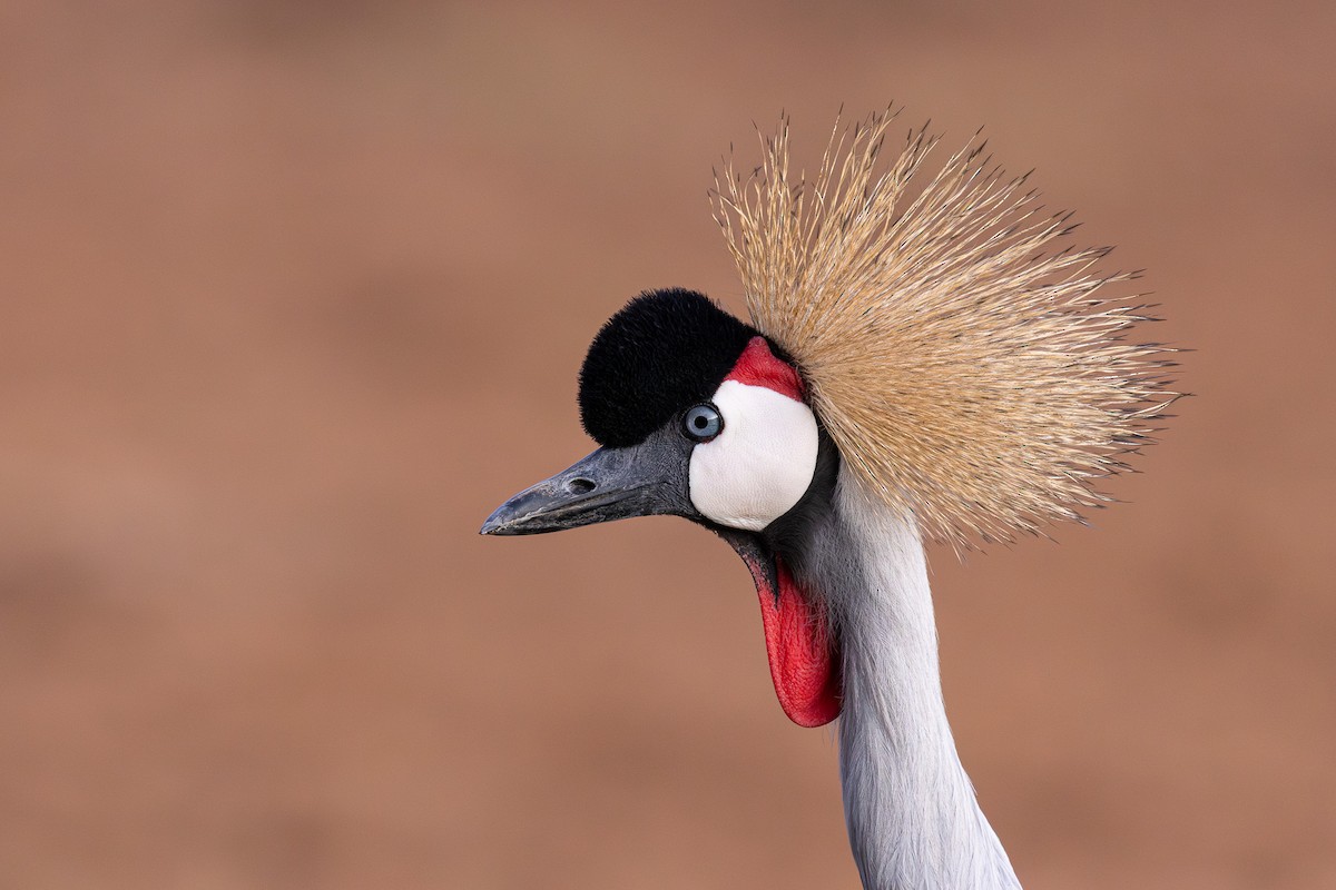 Kurlo koroadun argia - ML646964934