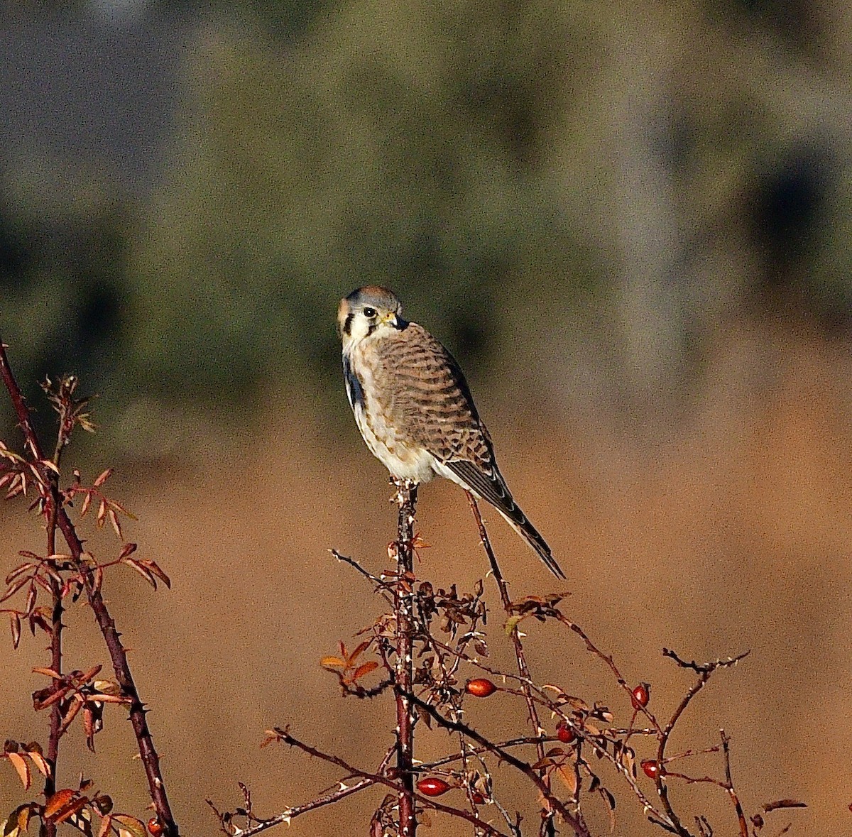 Belatz amerikarra - ML646964935