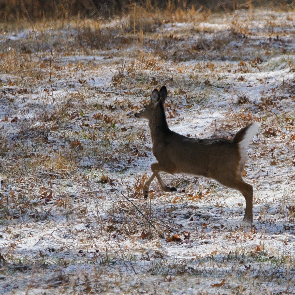White-tailed Deer - ML646964936