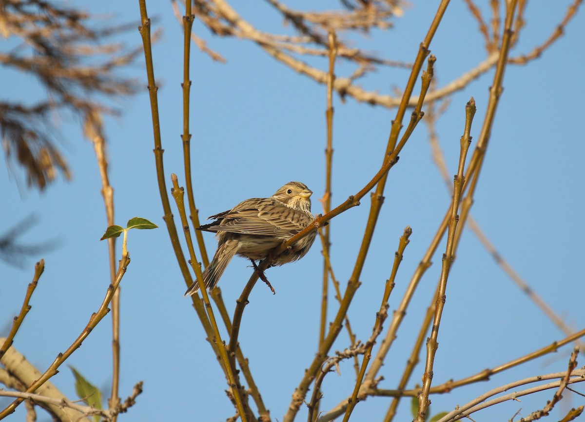 גיבתון עפרוני - ML646964937