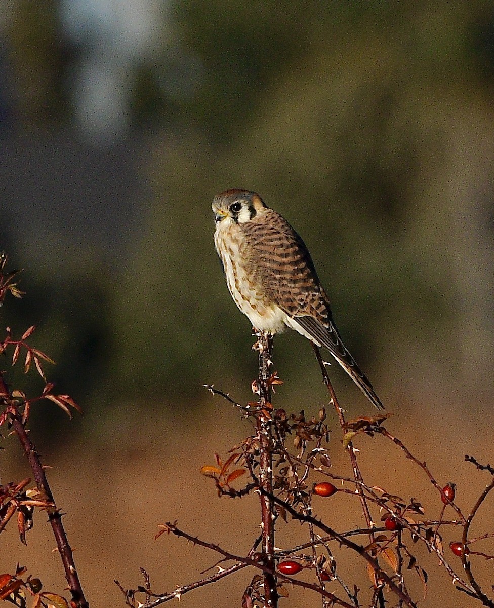 Belatz amerikarra - ML646964938