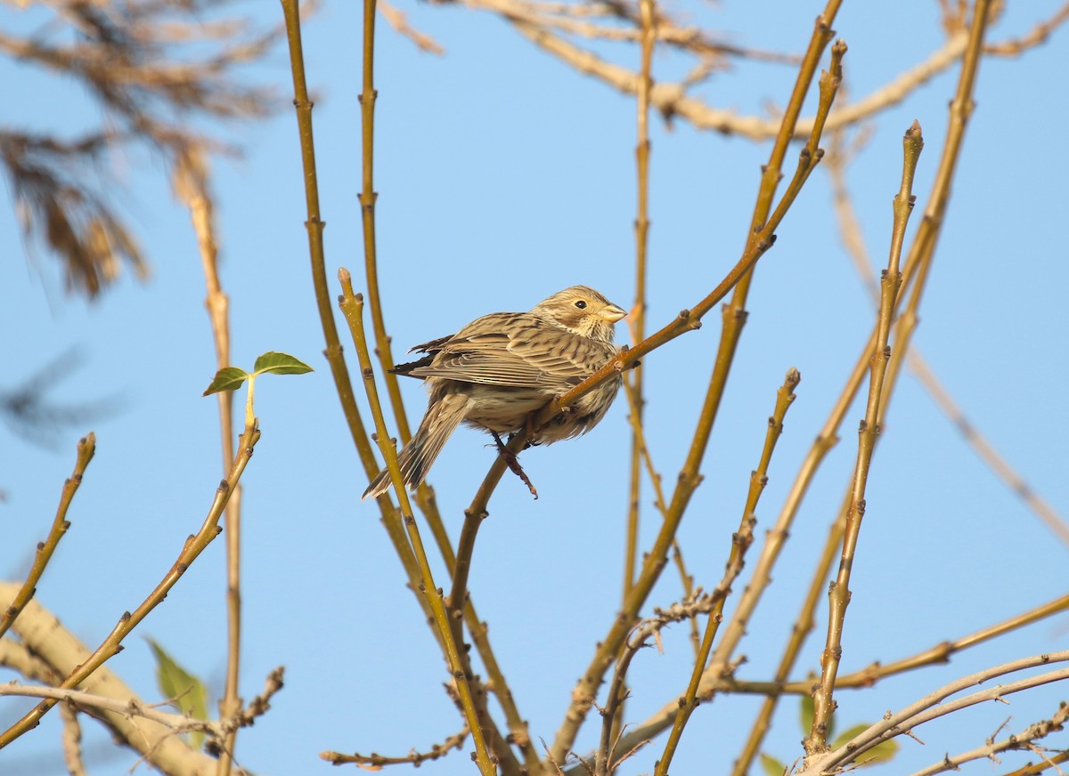 גיבתון עפרוני - ML646964939
