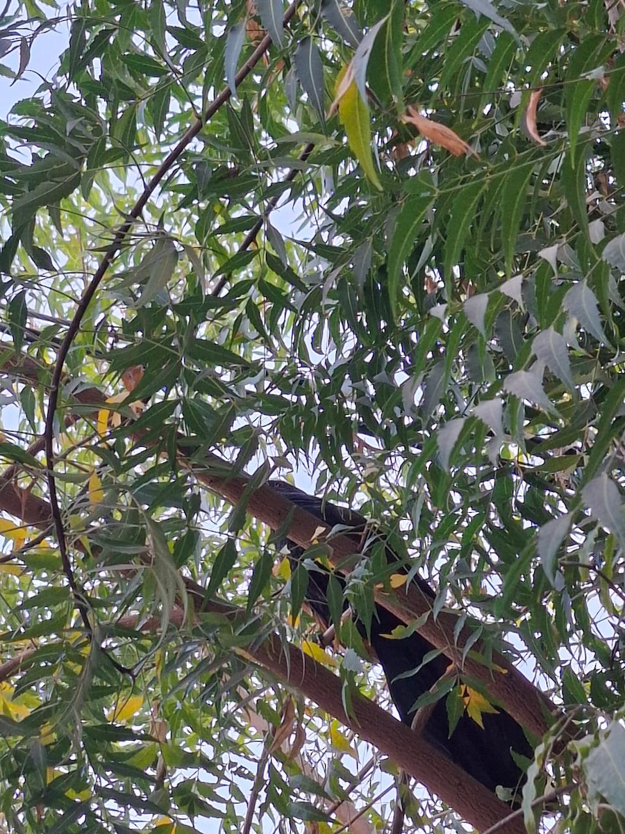 Greater Coucal - ML646964940