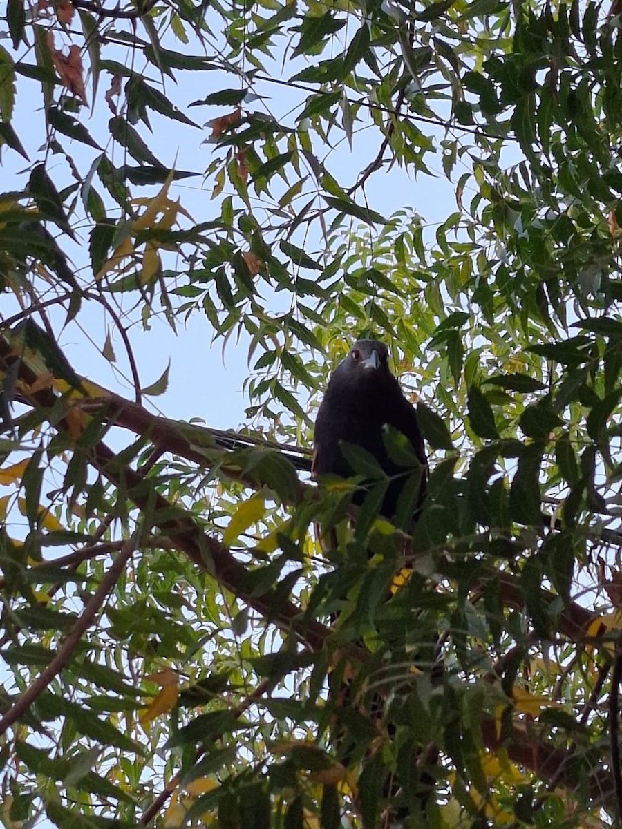 Greater Coucal - ML646964941