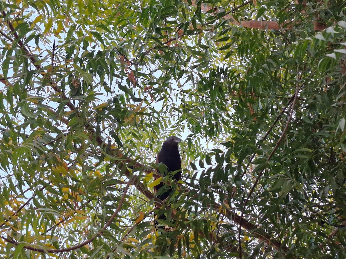 Greater Coucal - ML646964942