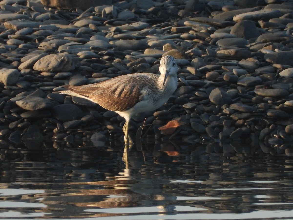 Kuliska zuria - ML646964943