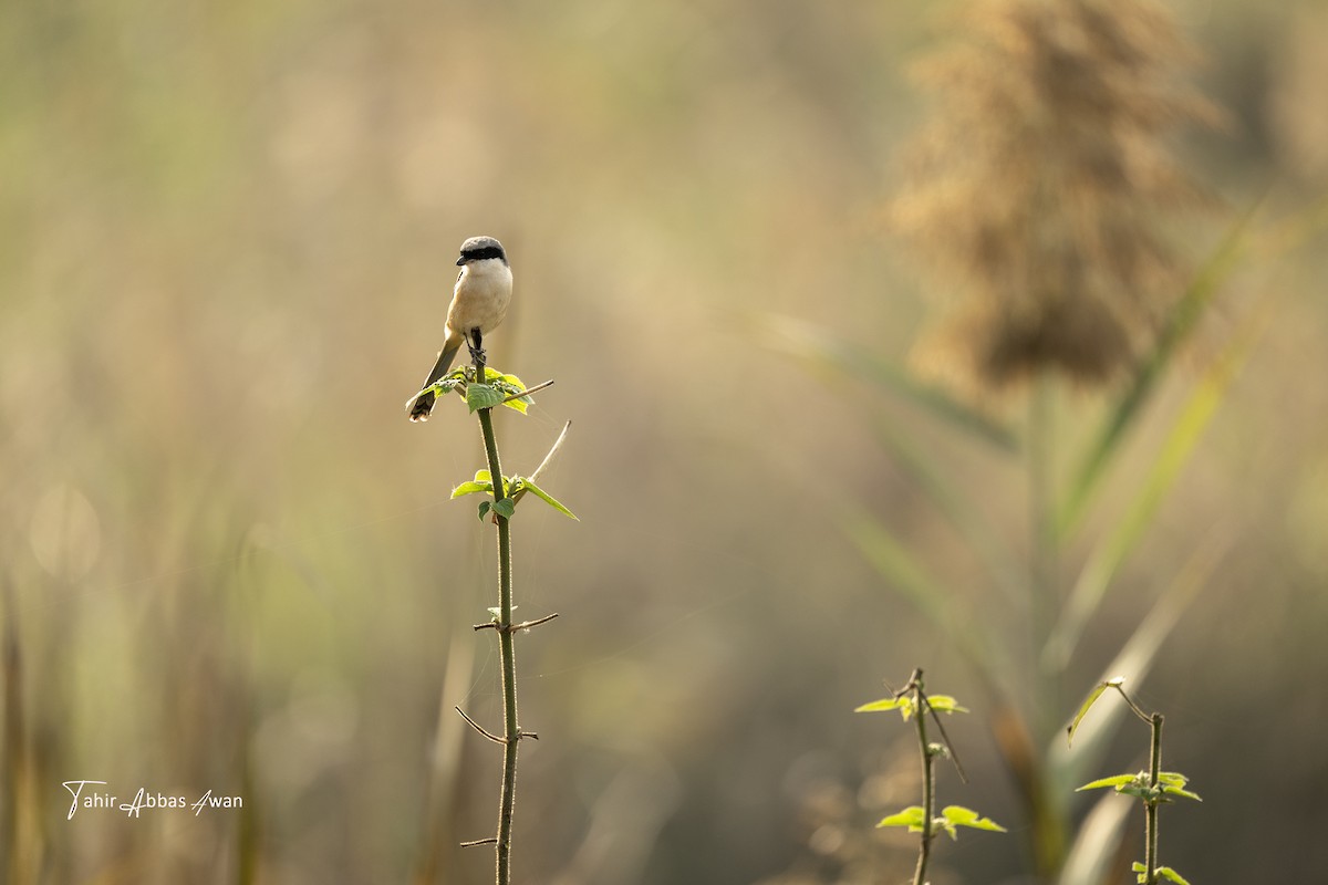 Antzandobi isats-luzea - ML646964944