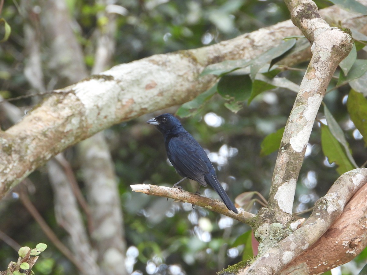 Ruby-crowned Tanager - ML646964945