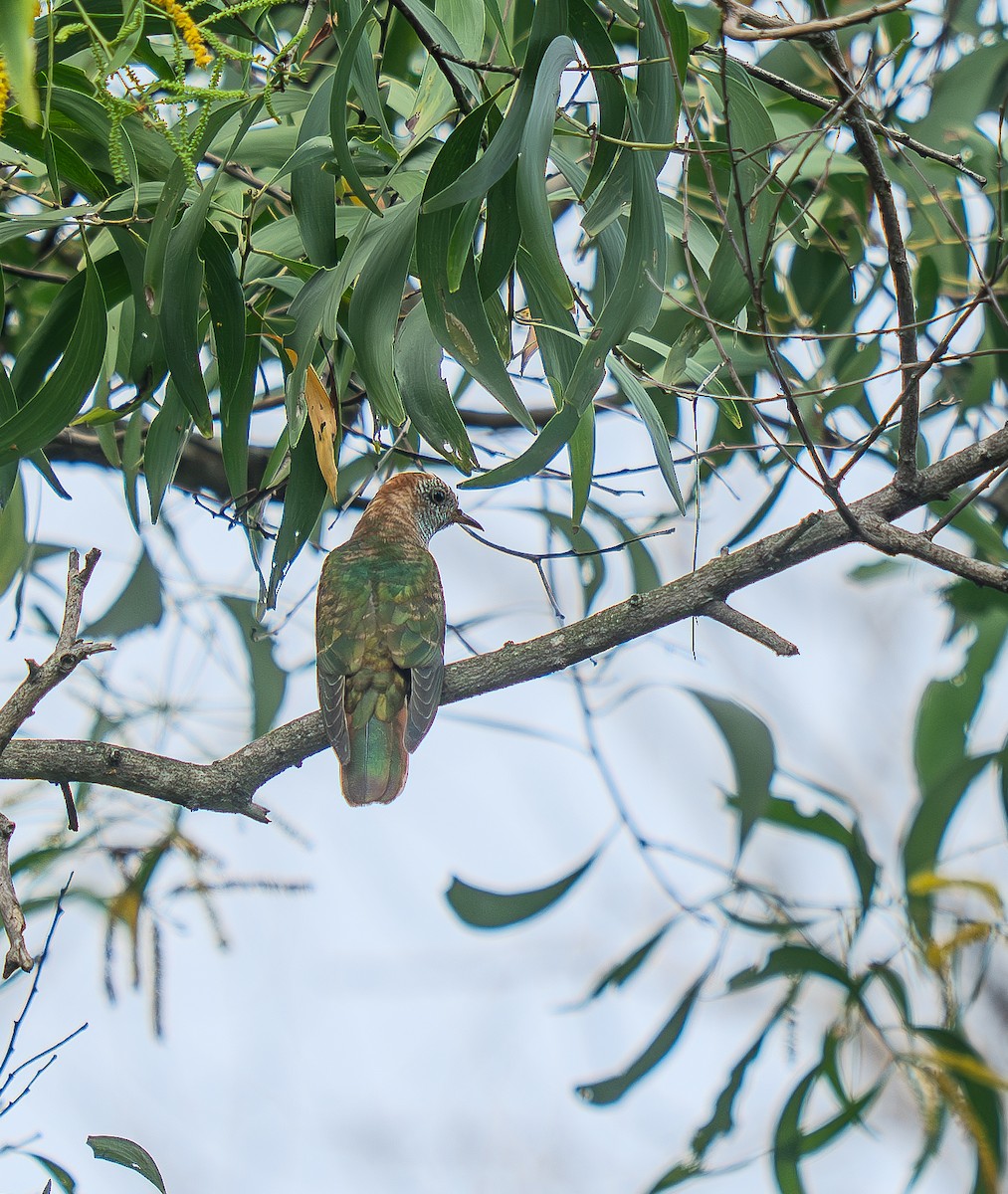 Asian Emerald Cuckoo - ML646964947