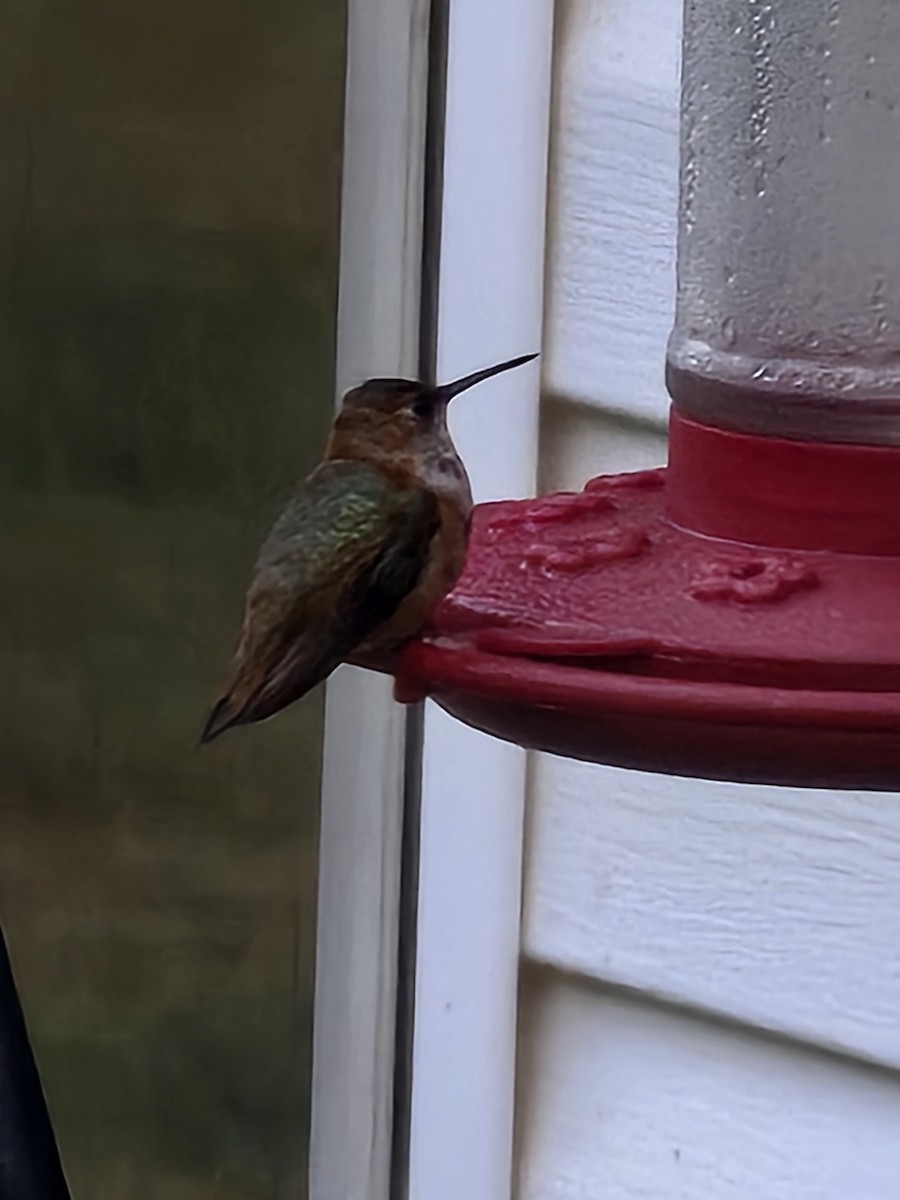 Rufous Hummingbird - ML646964949