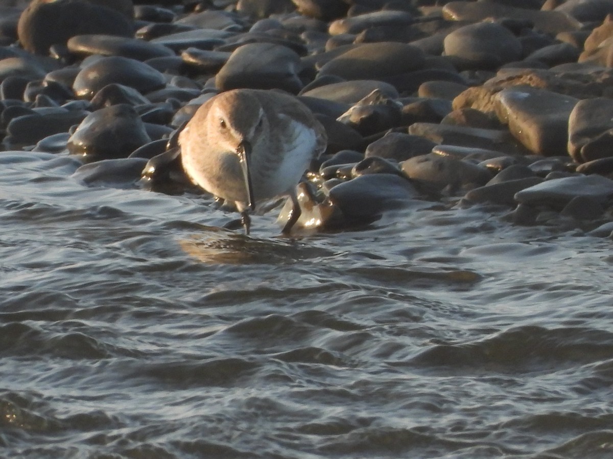 Побережник чорногрудий - ML646964950