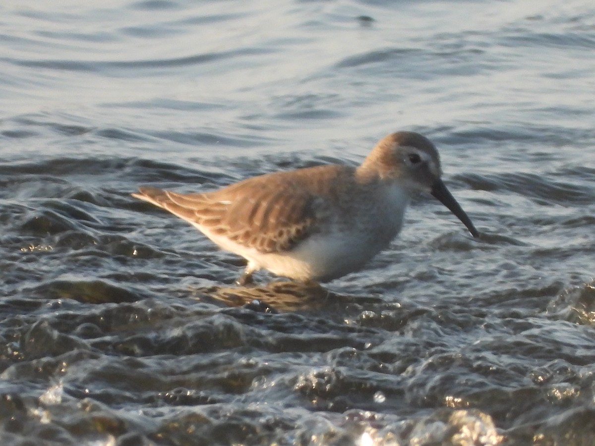 Побережник чорногрудий - ML646964951