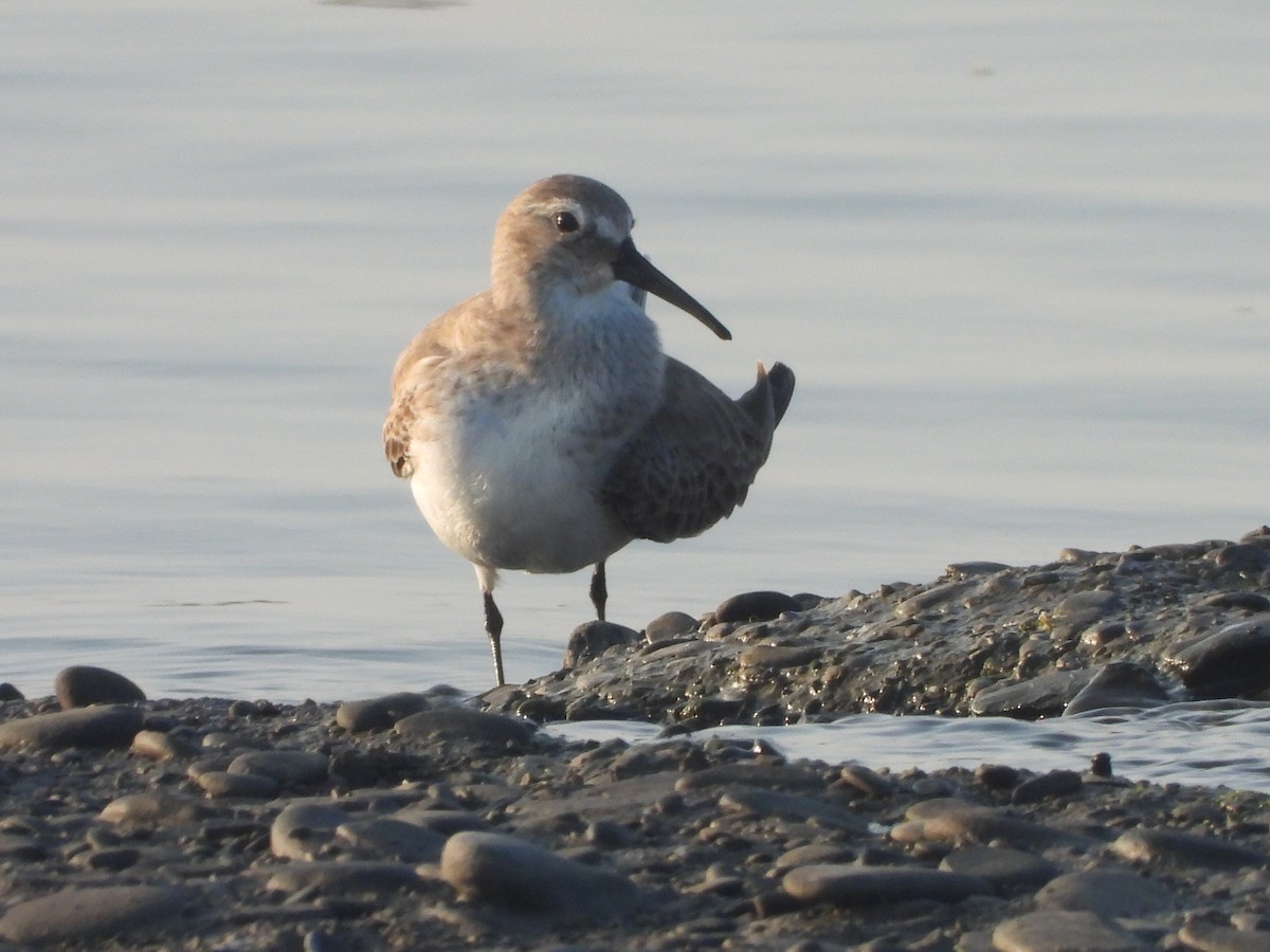Побережник чорногрудий - ML646964952